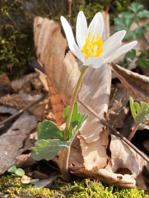 Blooming bloodroot plant. 