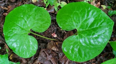 Wild ginger growing on the forest floor.